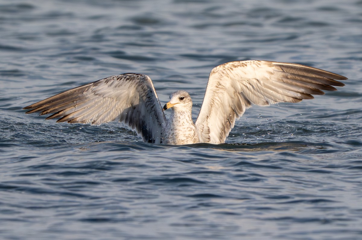 Ring-billed Gull - ML644709341