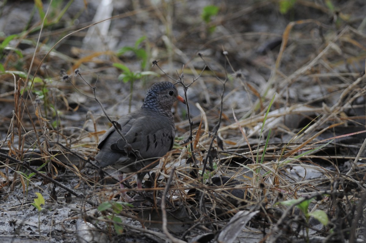 Common Ground Dove - ML644709342