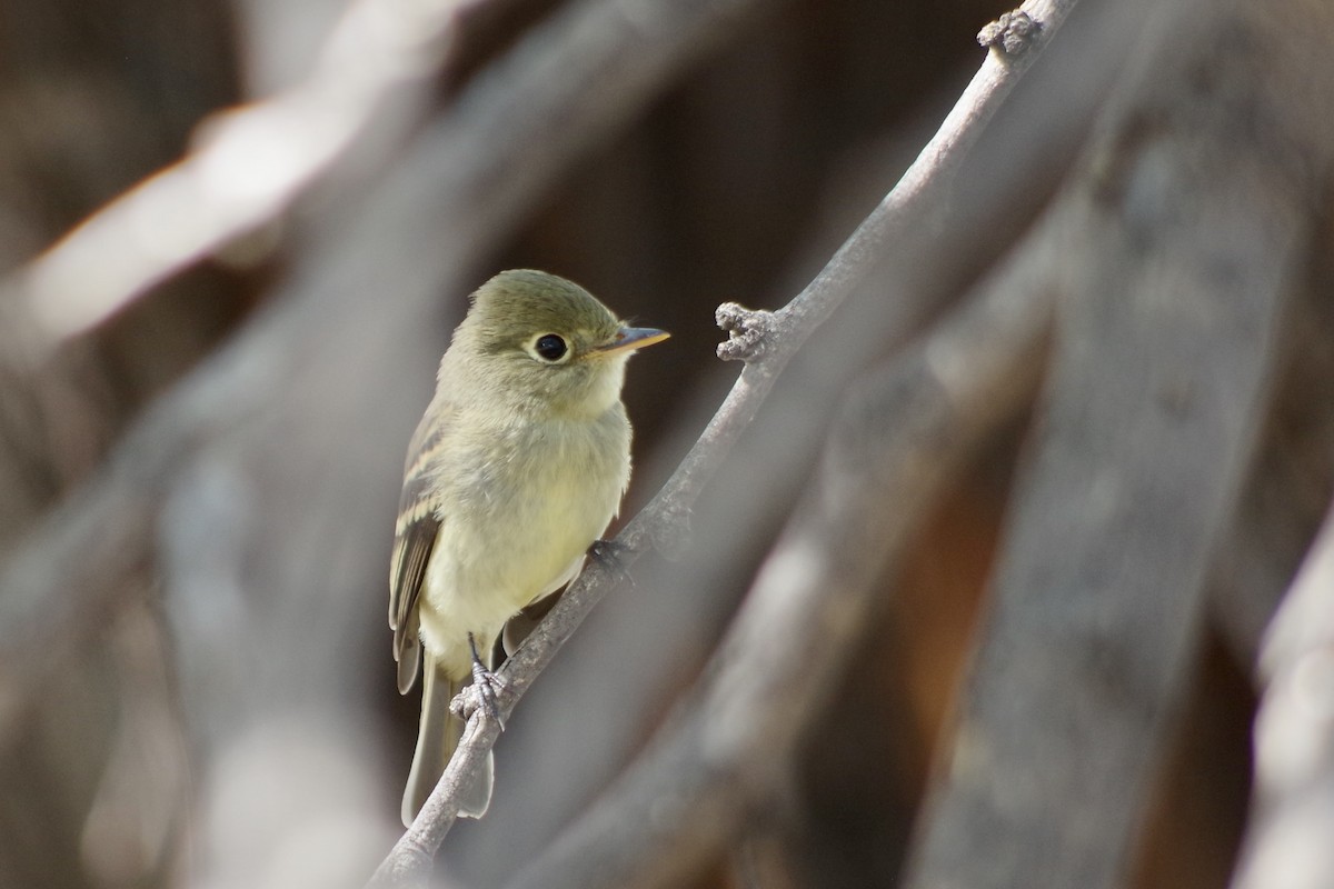 Western Flycatcher - ML644709347