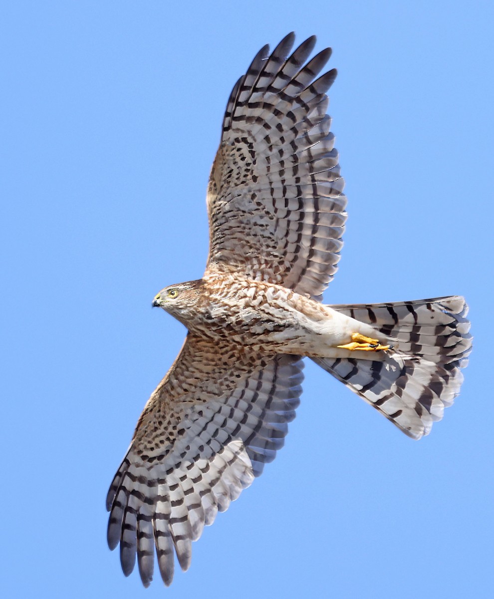 Sharp-shinned Hawk - ML644709353
