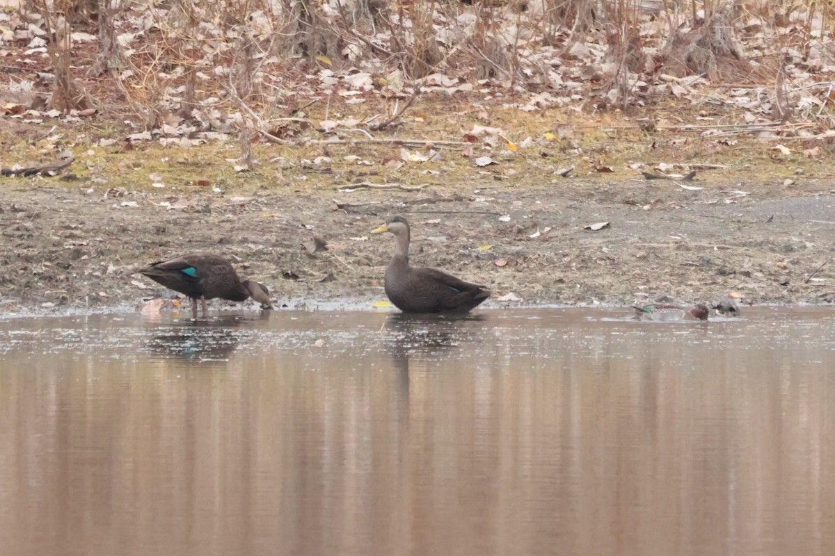 American Black Duck - ML644709354