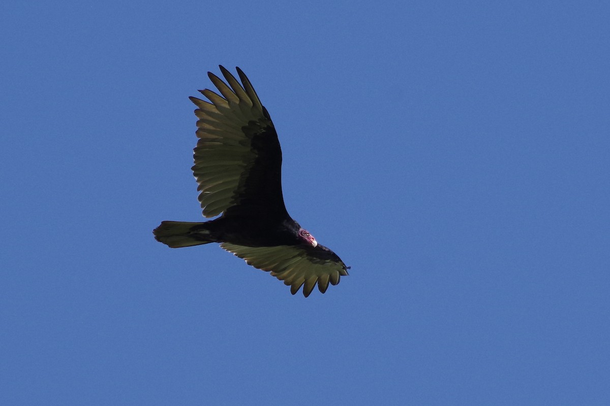 Turkey Vulture - ML644709355