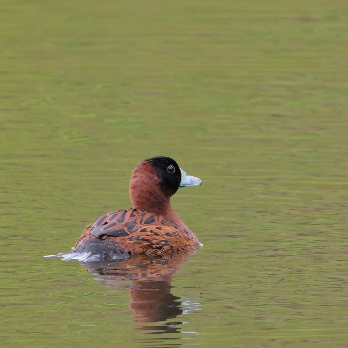 Masked Duck - ML644709357