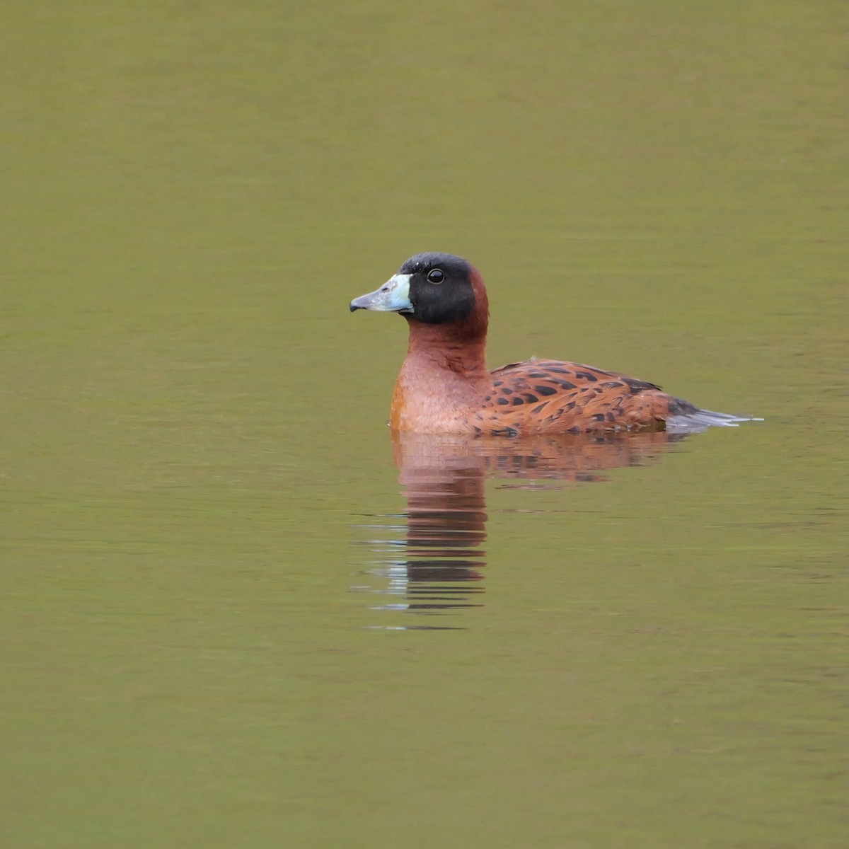Masked Duck - ML644709358