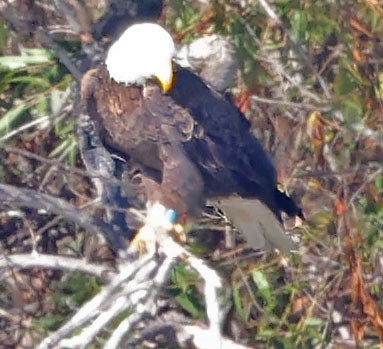 Bald Eagle - ML644709359