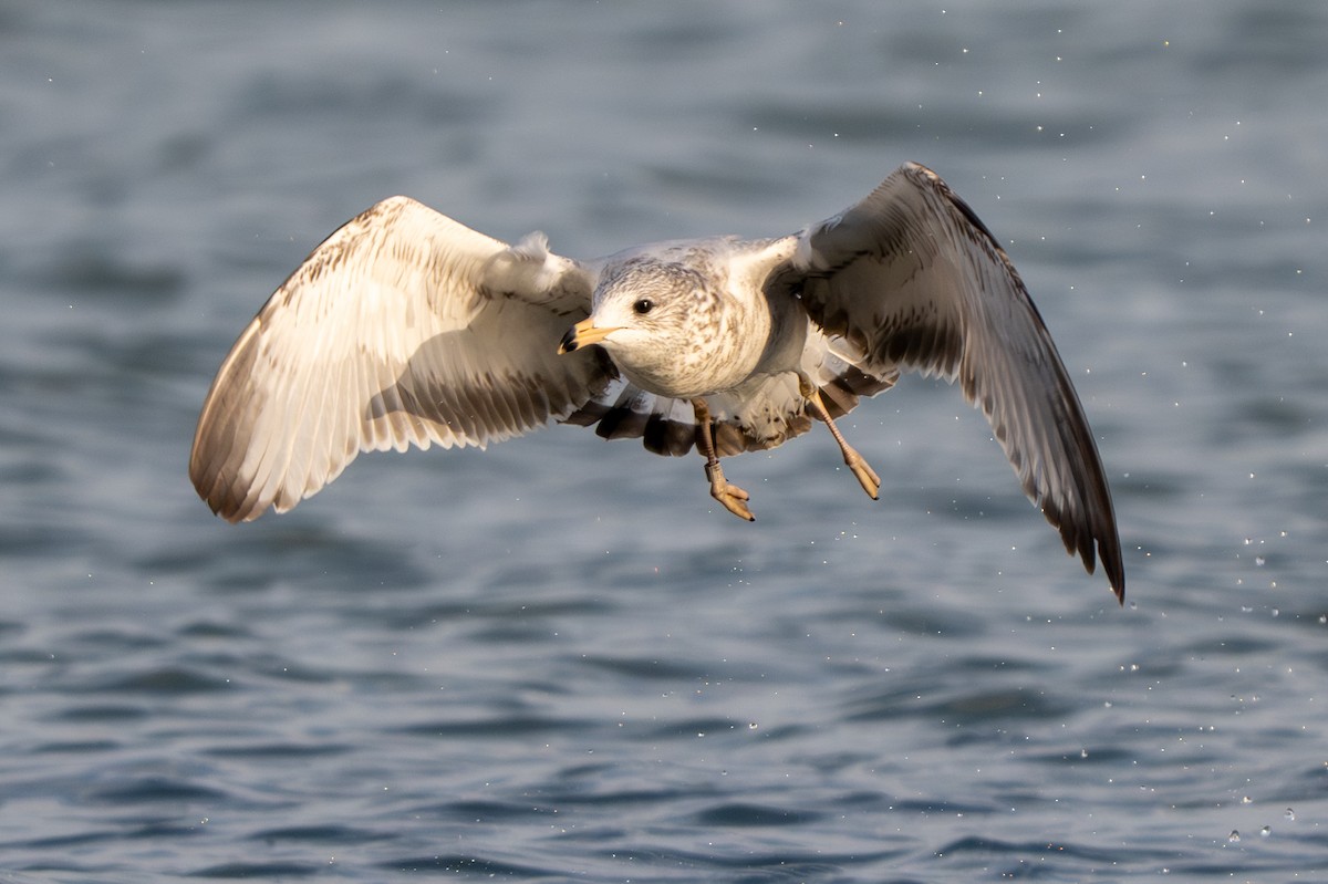 Ring-billed Gull - ML644709360