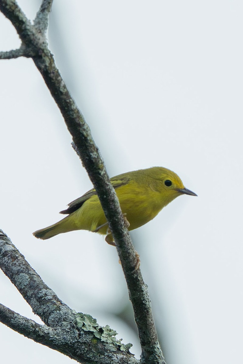 Northern Yellow Warbler - ML644709366