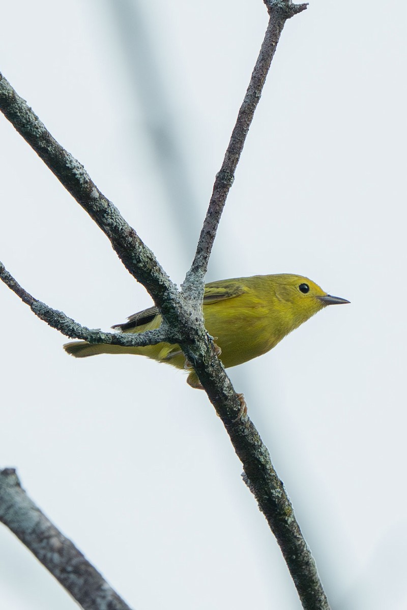 Northern Yellow Warbler - ML644709367