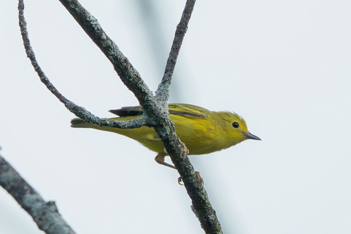 Northern Yellow Warbler - ML644709368