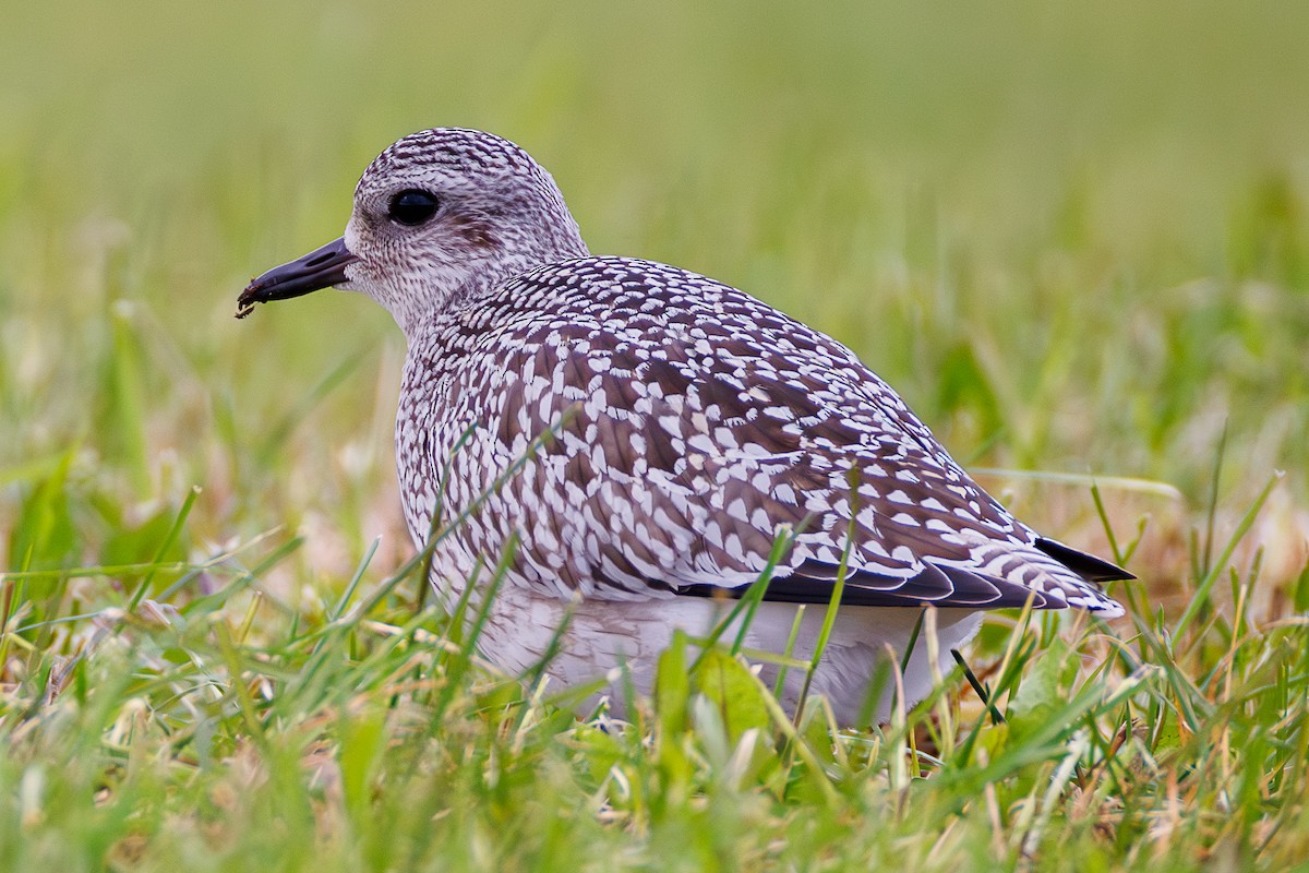 Black-bellied Plover - ML644709369