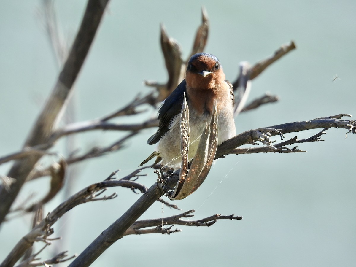 Welcome Swallow - ML644709370