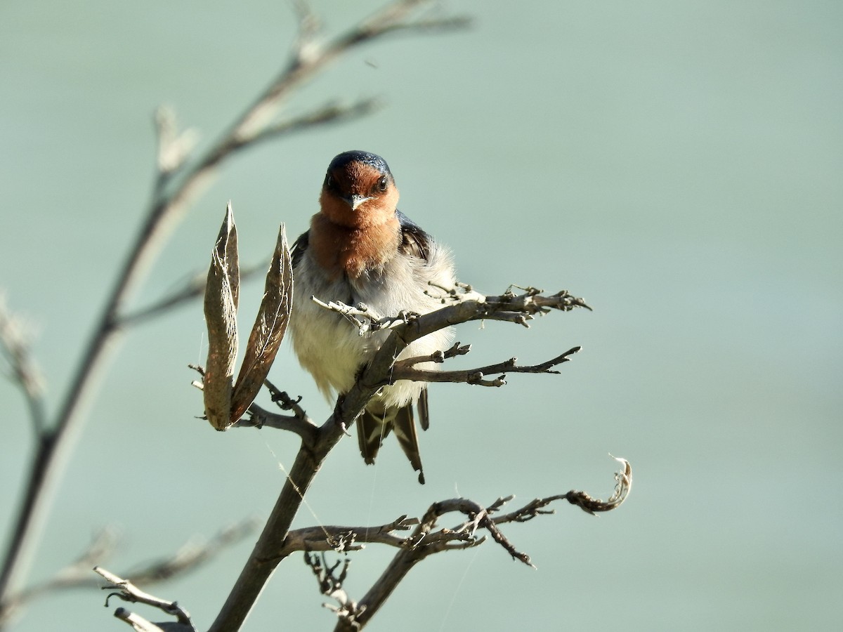 Welcome Swallow - ML644709372