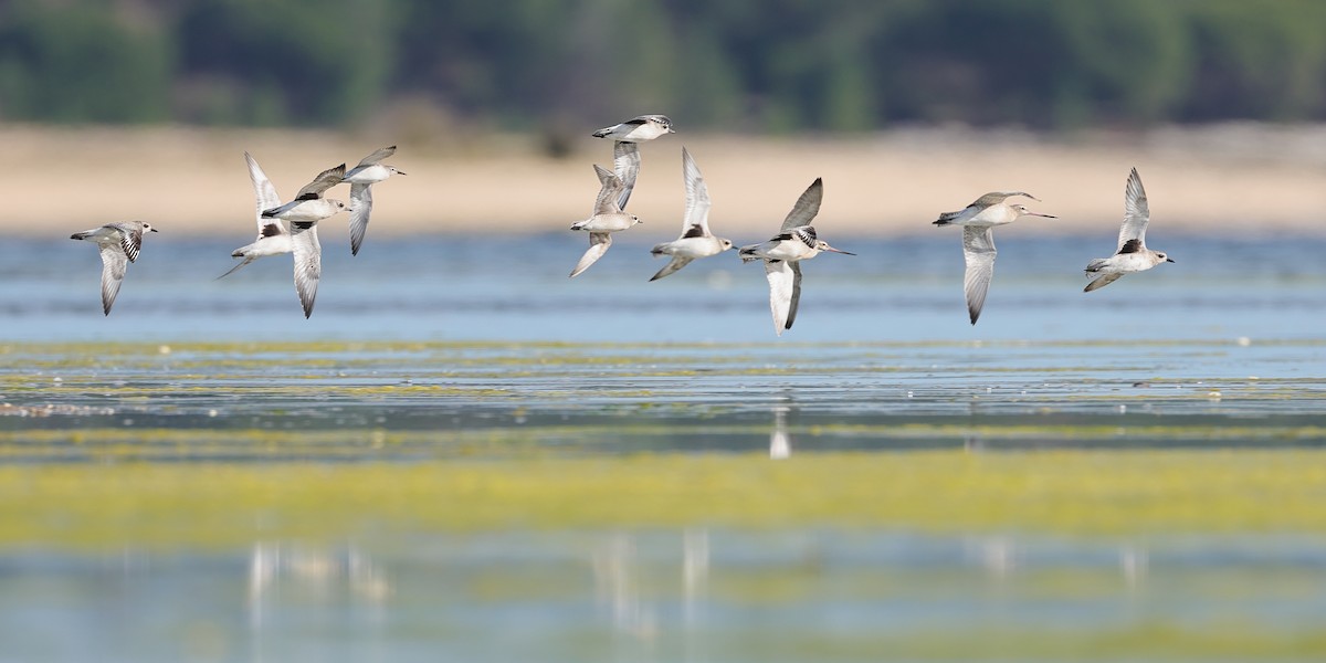 American Golden-Plover - ML644709373