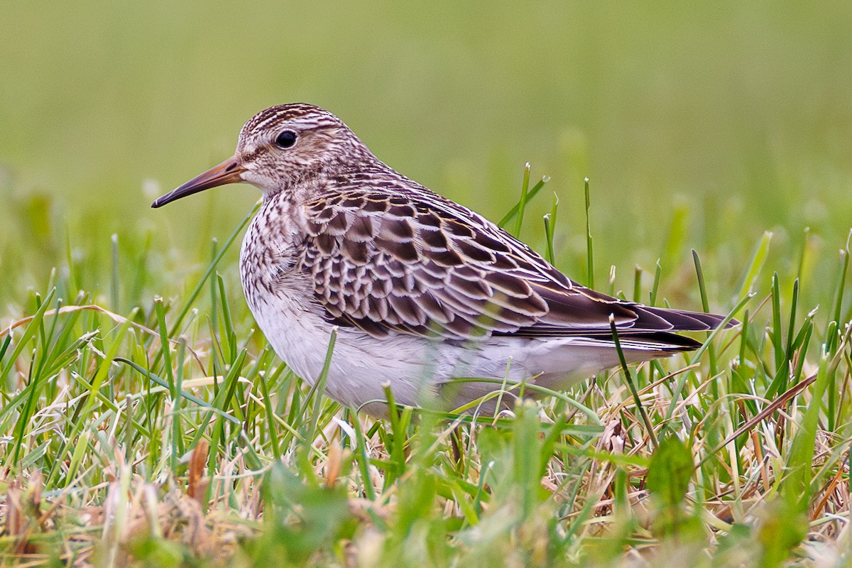 Txirri pektorala - ML644709379