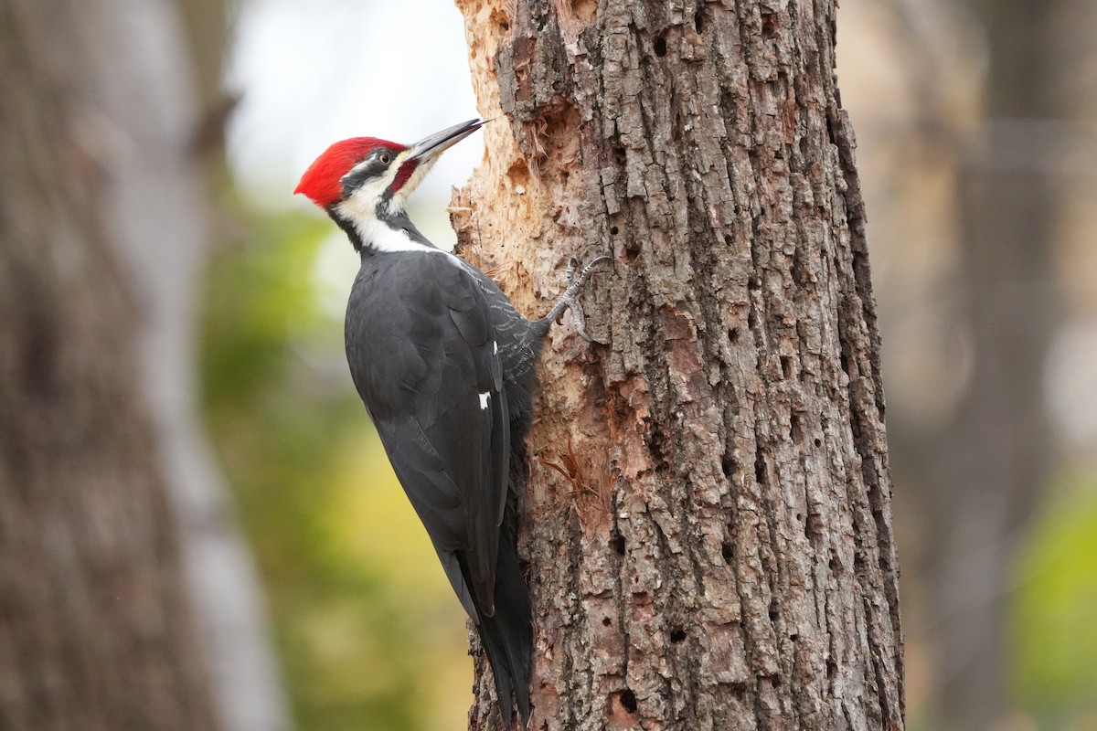 Pileated Woodpecker - ML644709383