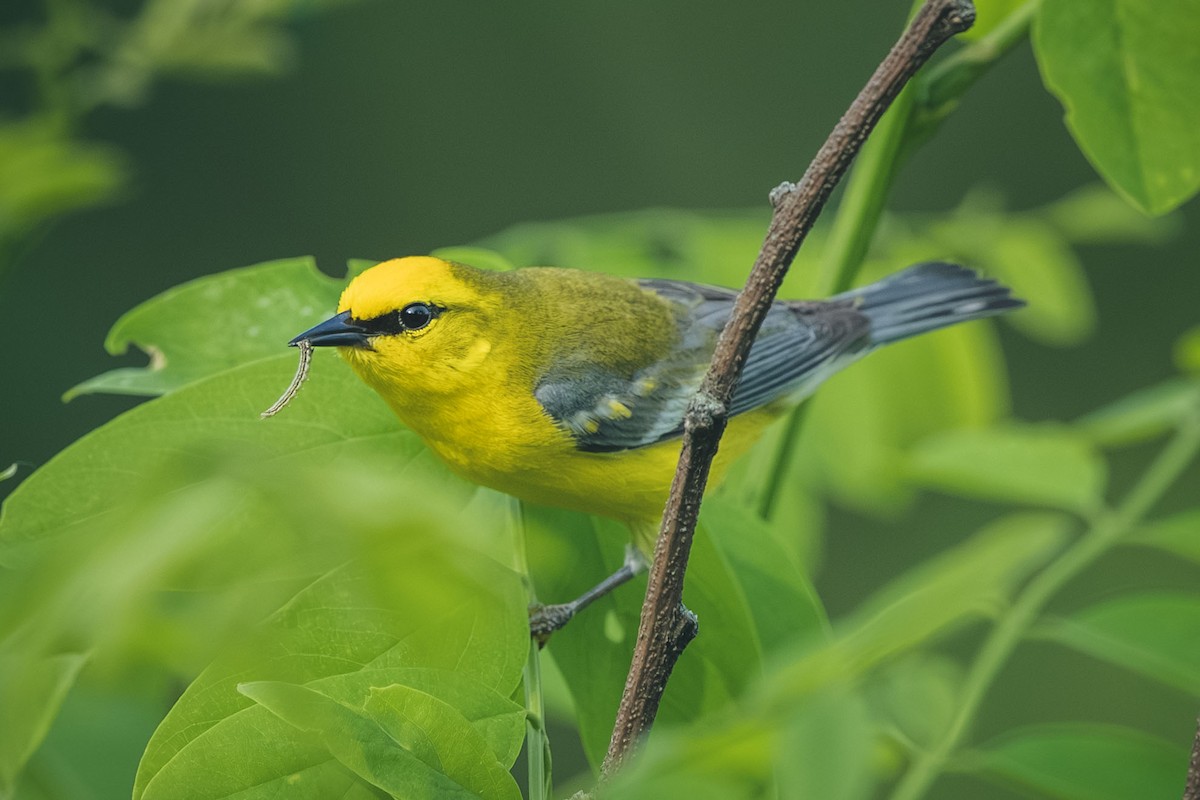 Blue-winged Warbler - ML644709393
