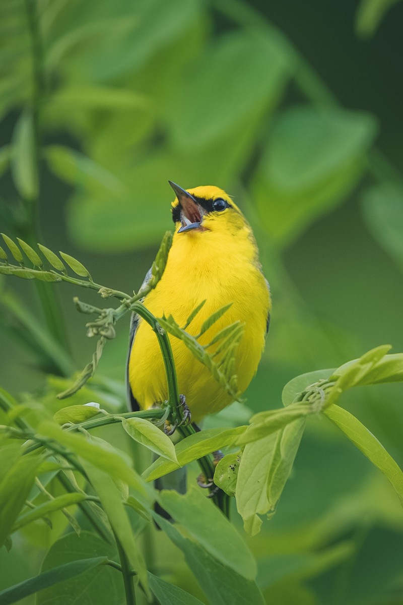 Blue-winged Warbler - ML644709394
