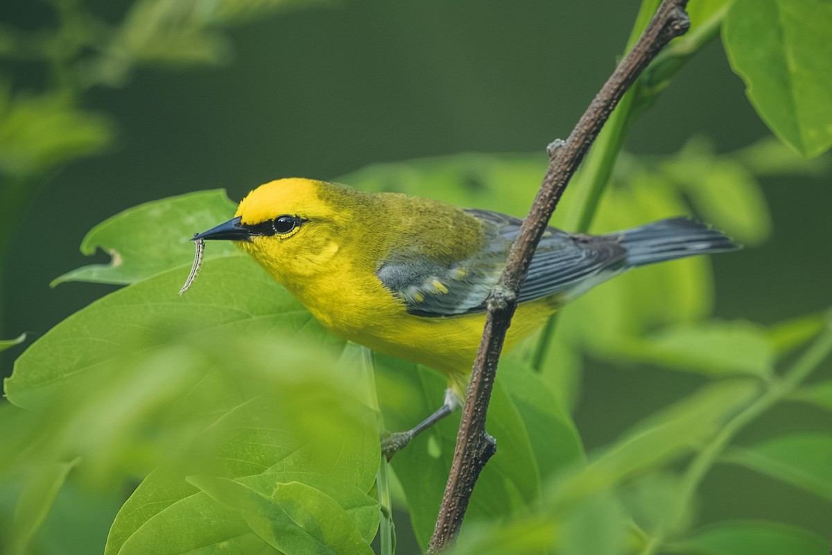 Blue-winged Warbler - ML644709395