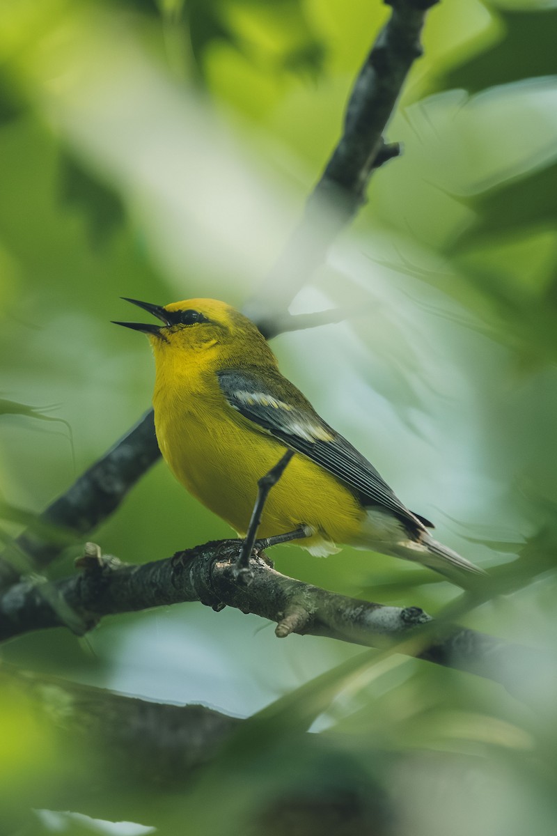Blue-winged Warbler - ML644709396