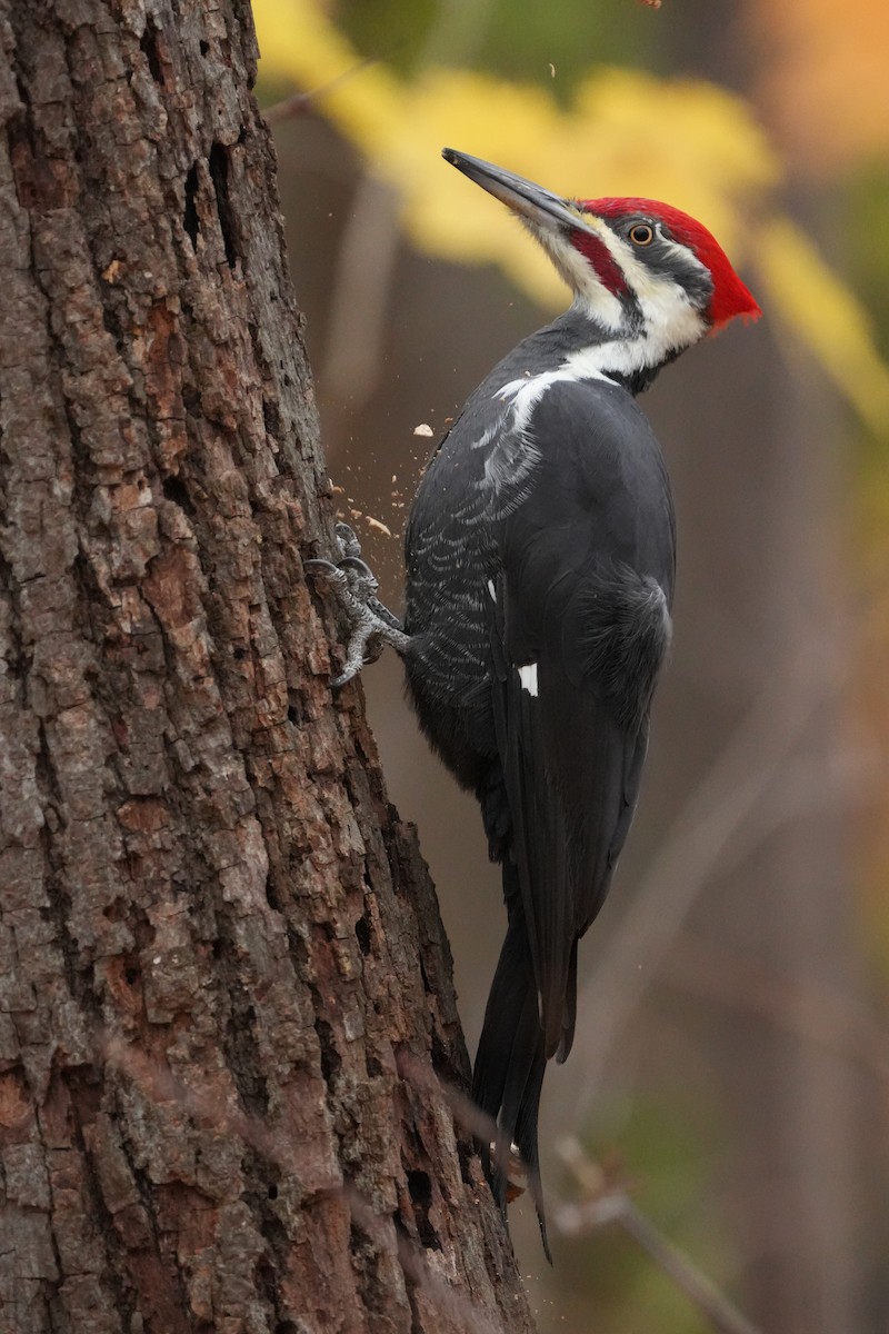 Pileated Woodpecker - ML644709397