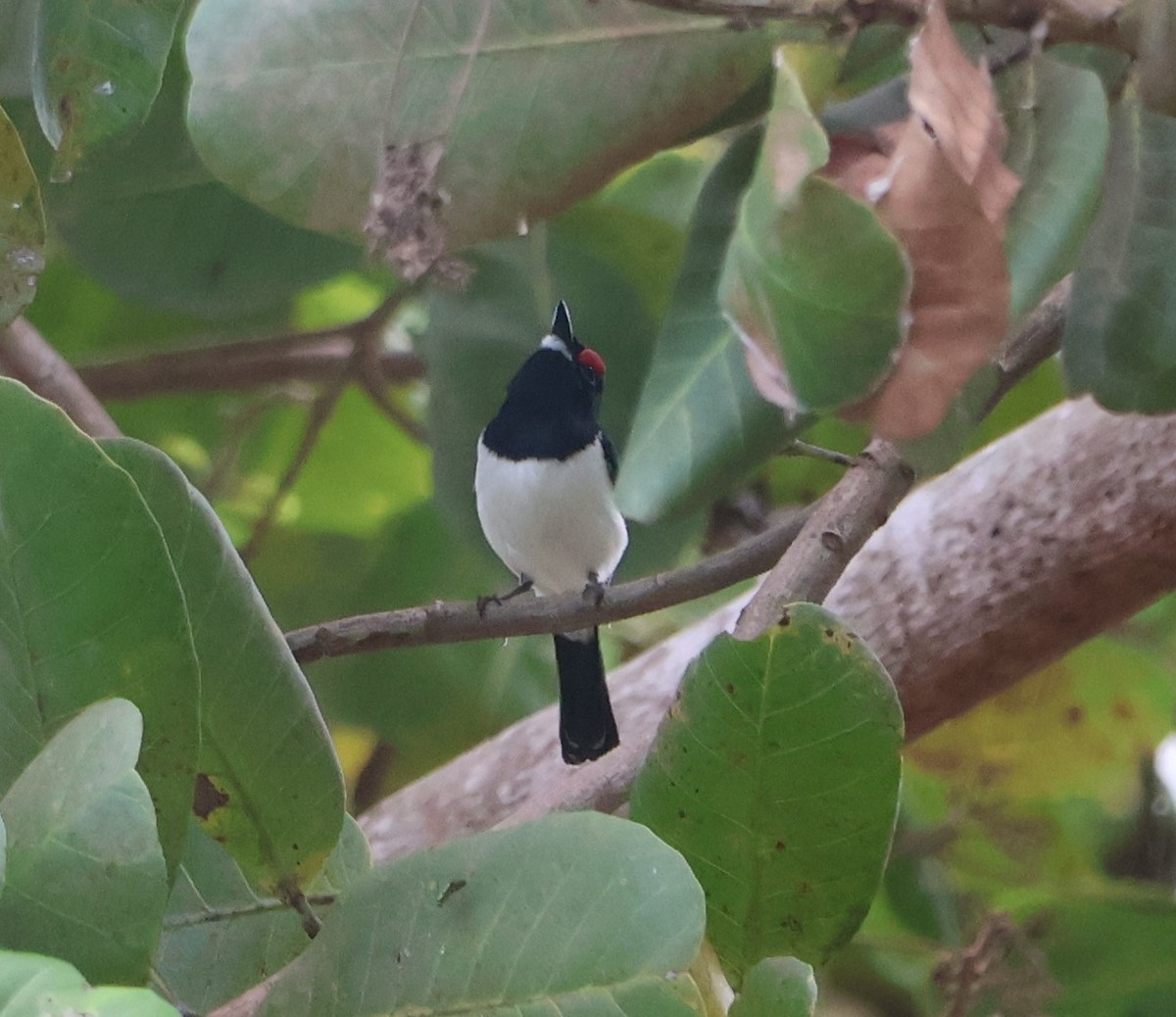 Black-throated Wattle-eye - ML644709402