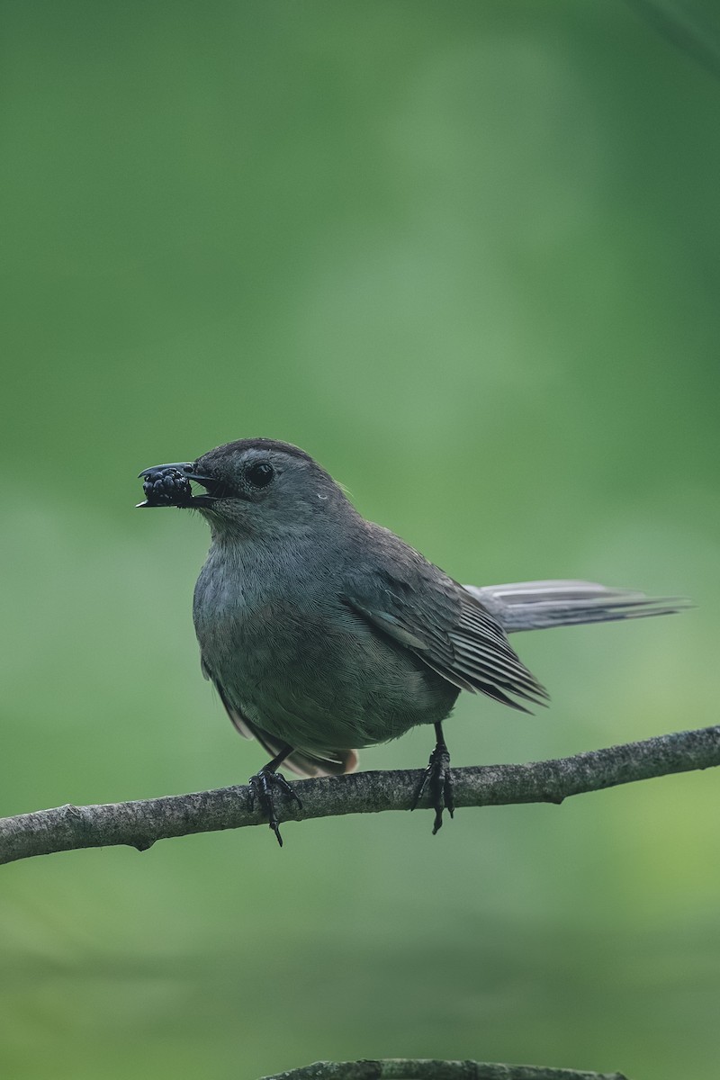 Gray Catbird - ML644709404