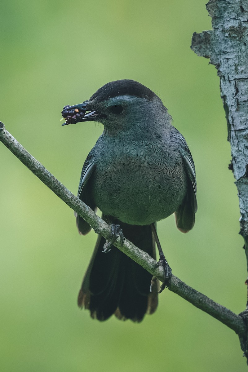 Gray Catbird - ML644709405