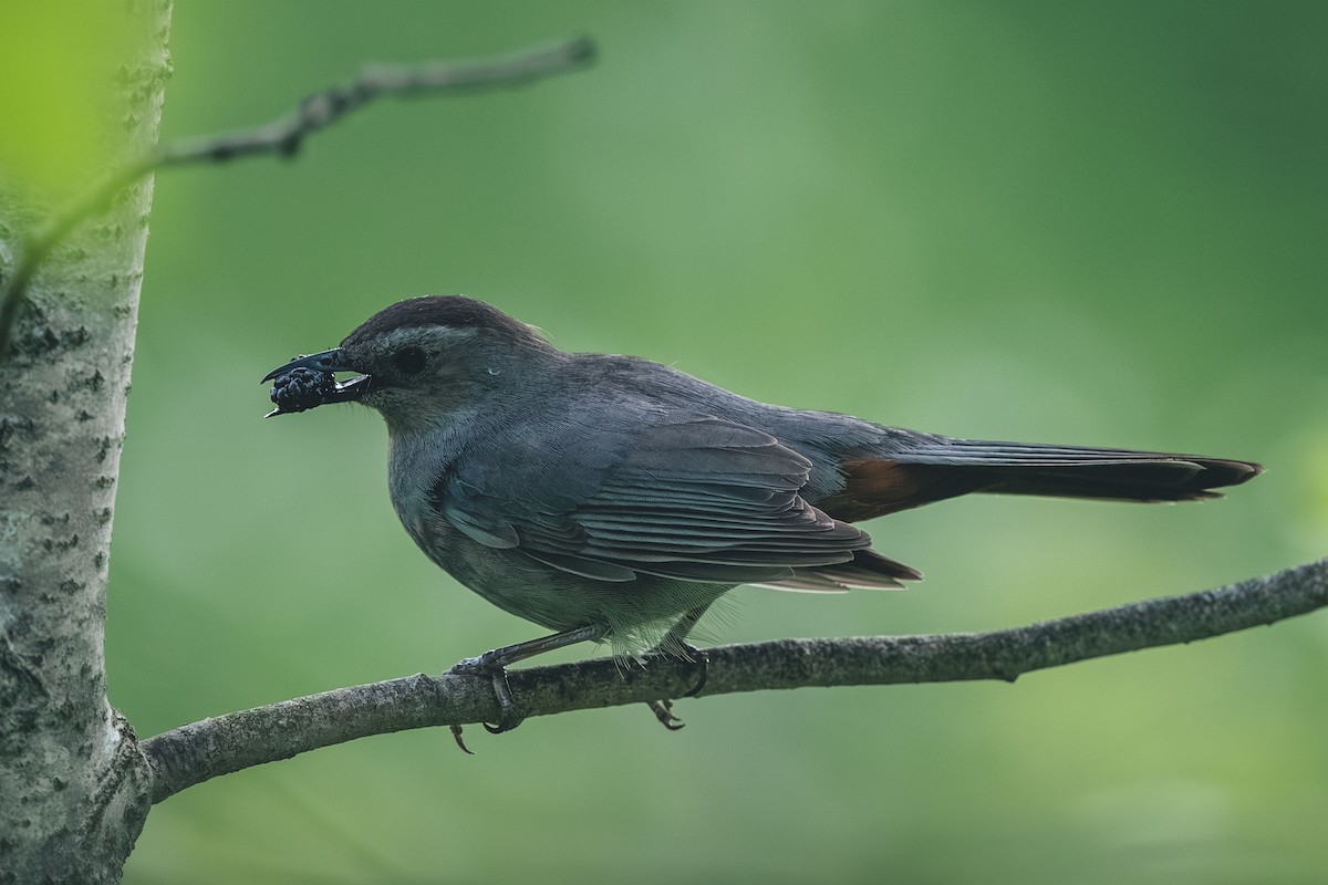 Gray Catbird - ML644709406