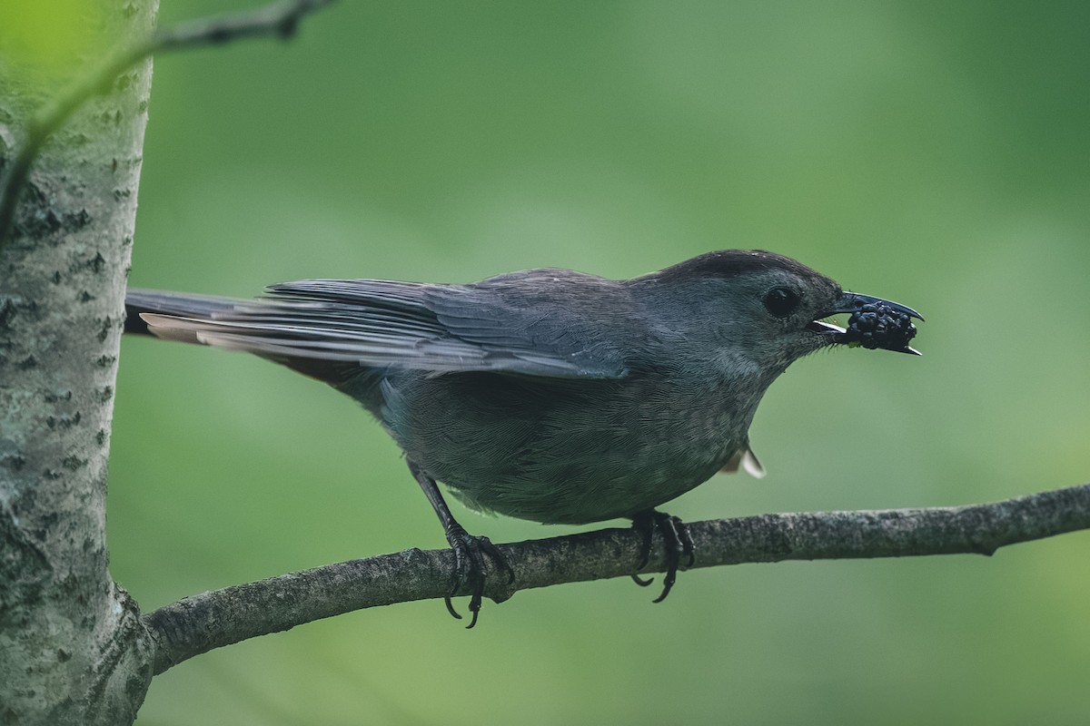 Gray Catbird - ML644709407