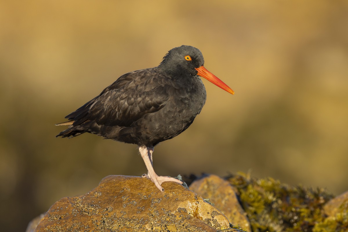 Black Oystercatcher - ML644709409