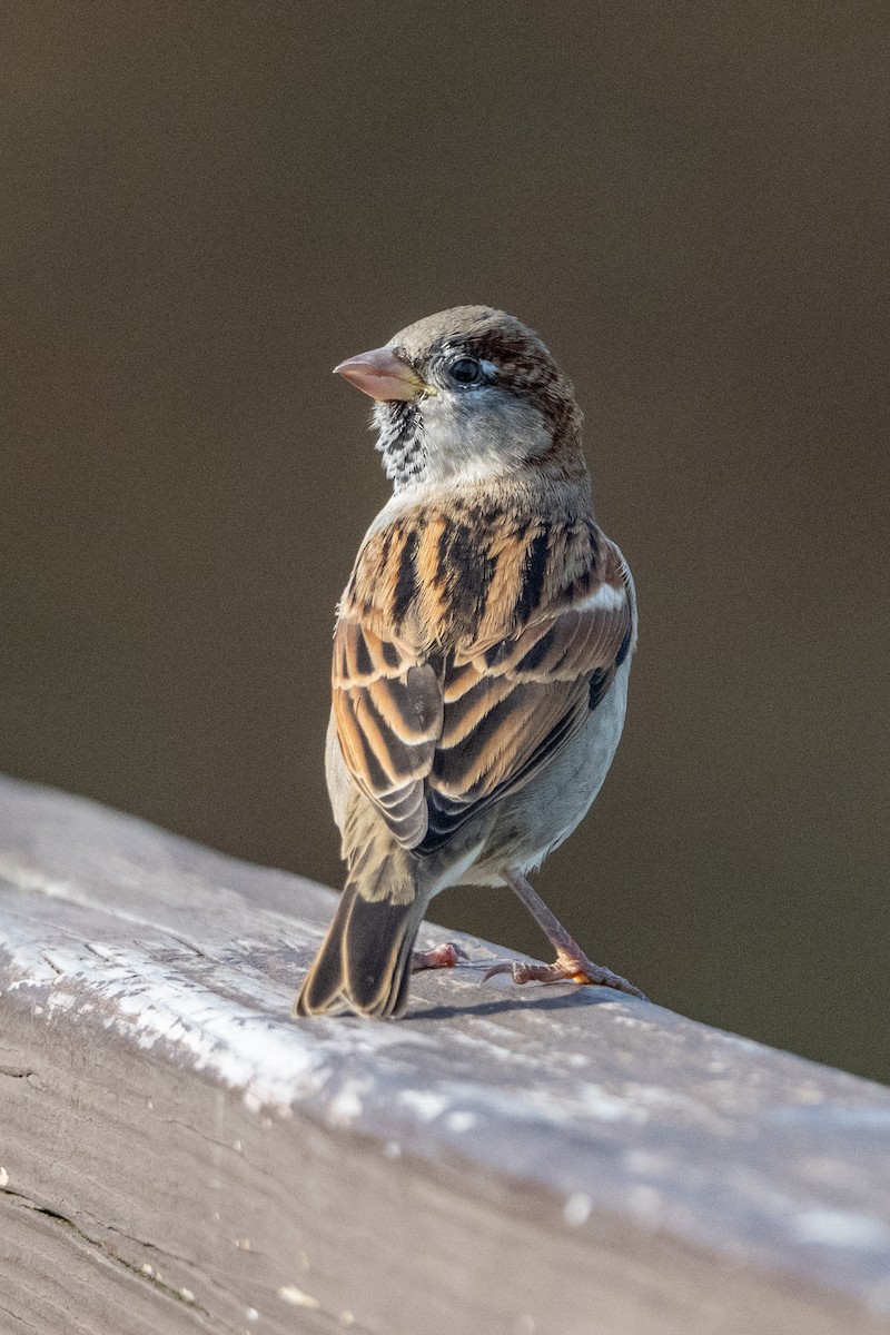 House Sparrow - ML644709411