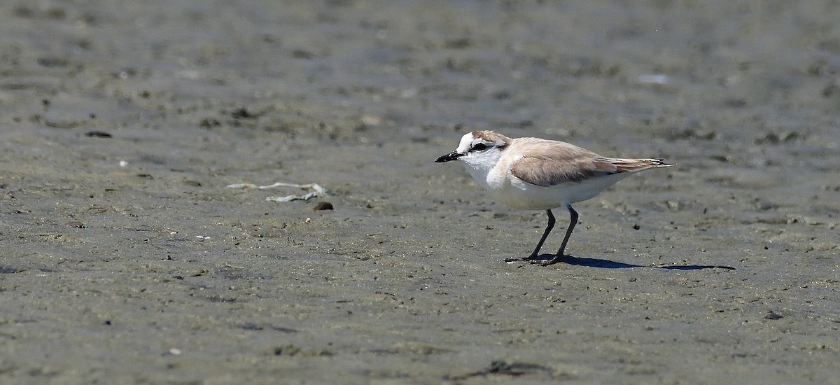 White-fronted Plover - ML644709412