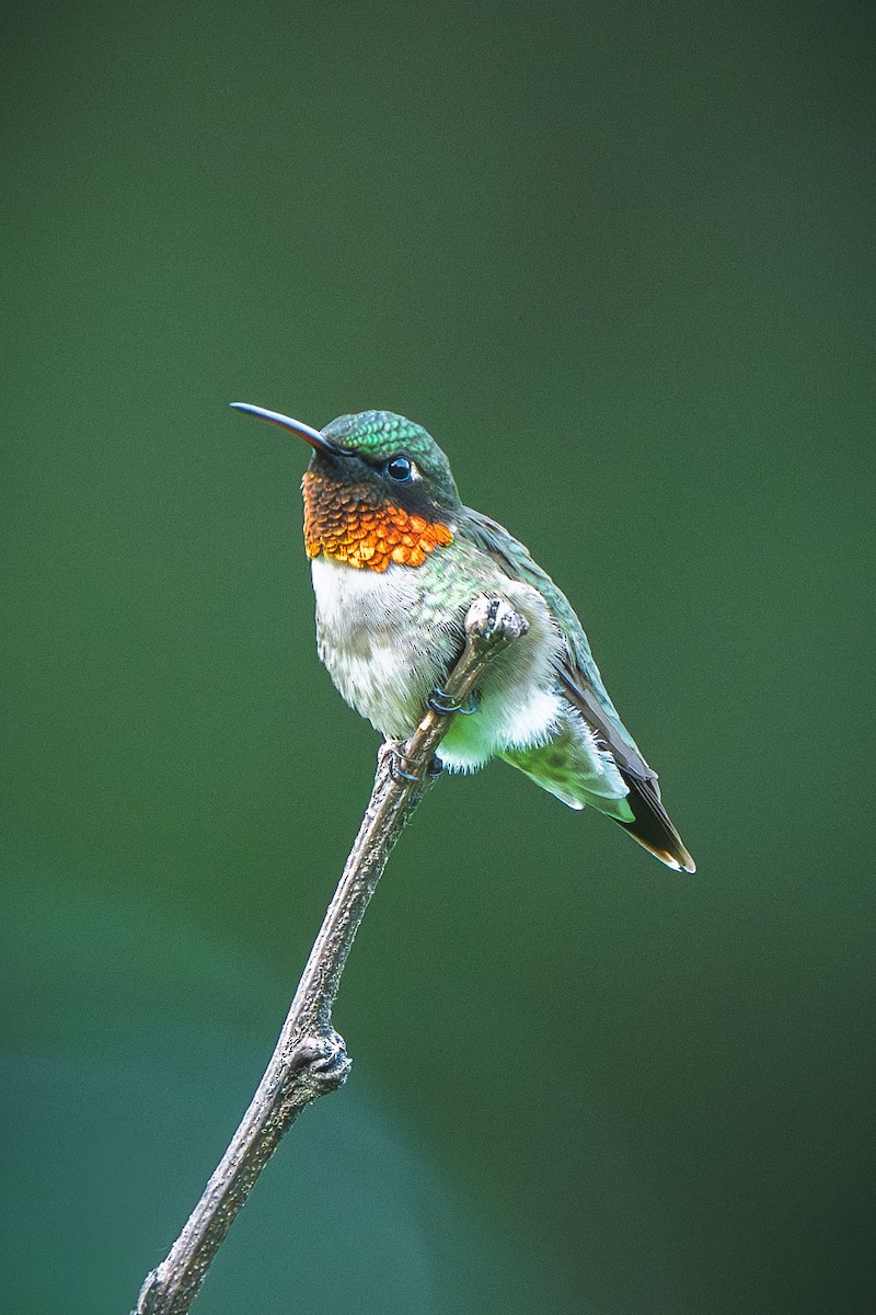 Ruby-throated Hummingbird - ML644709418