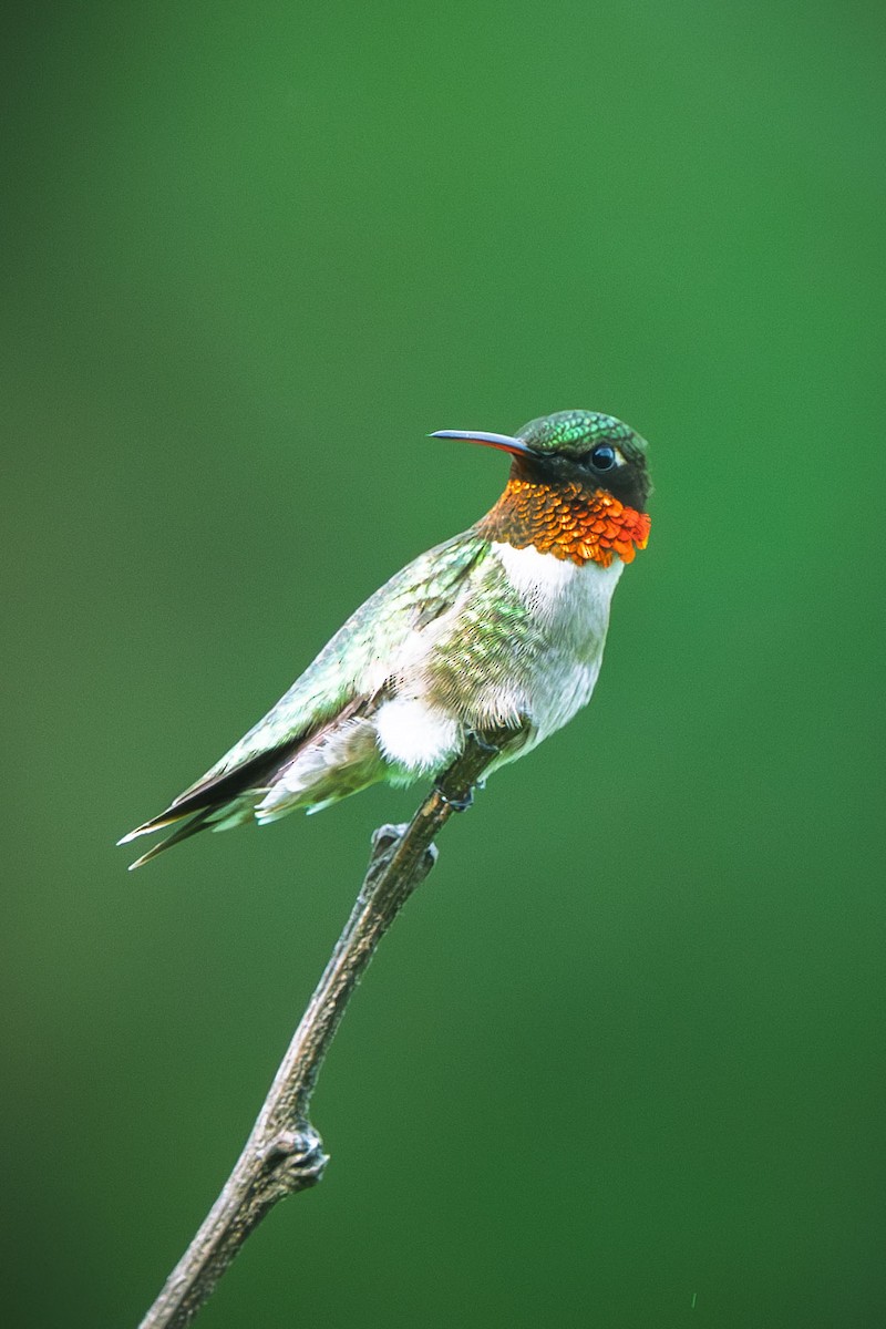 Ruby-throated Hummingbird - ML644709419