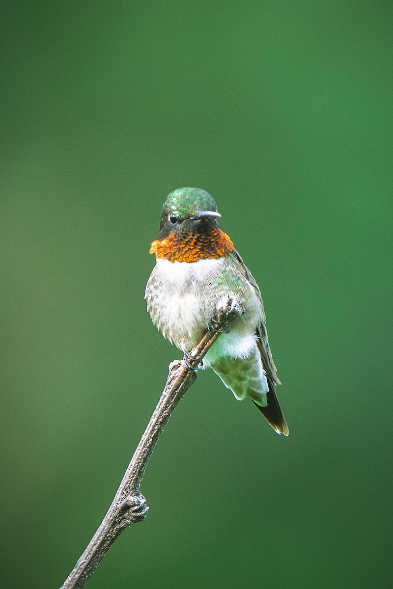 Ruby-throated Hummingbird - ML644709420