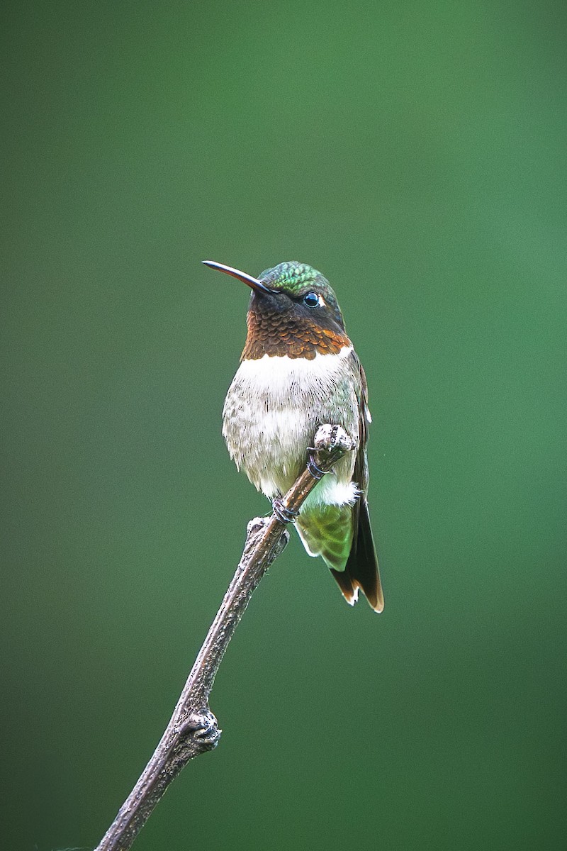 Ruby-throated Hummingbird - ML644709421