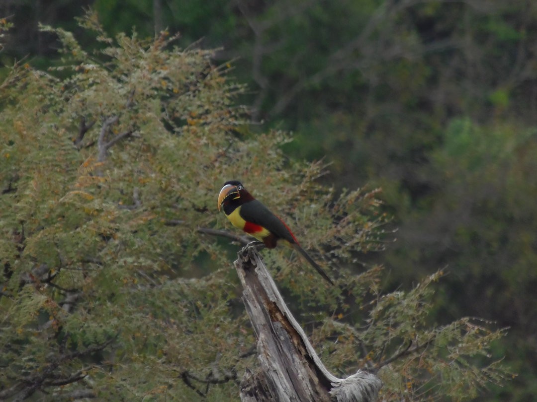 Araçari à oreillons roux - ML644709422