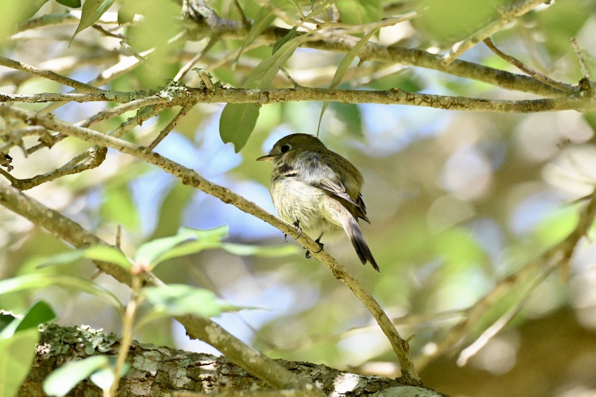 Hammond's Flycatcher - ML644709425