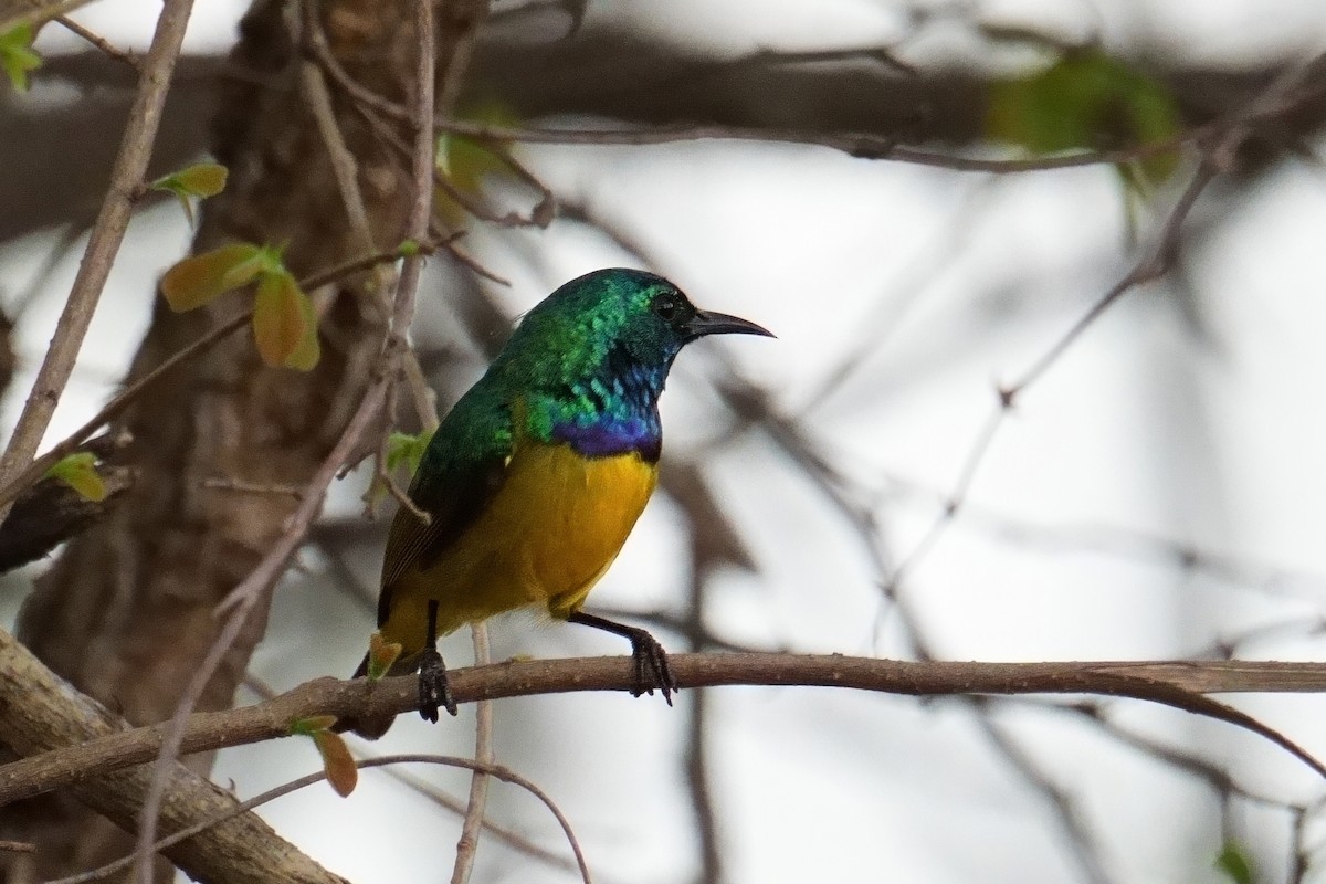 Collared Sunbird - ML644709435