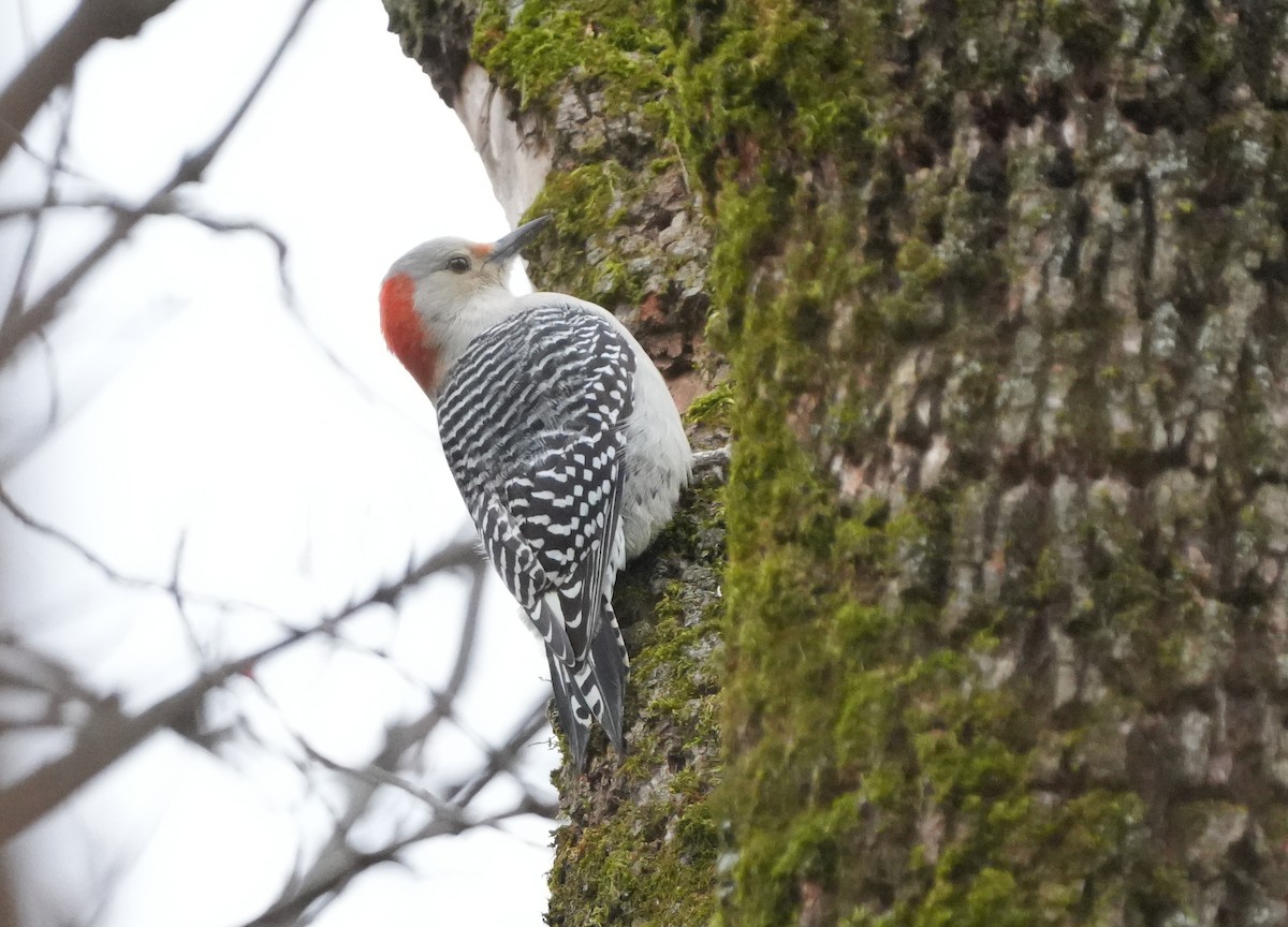 Carolinaspecht - ML644709436