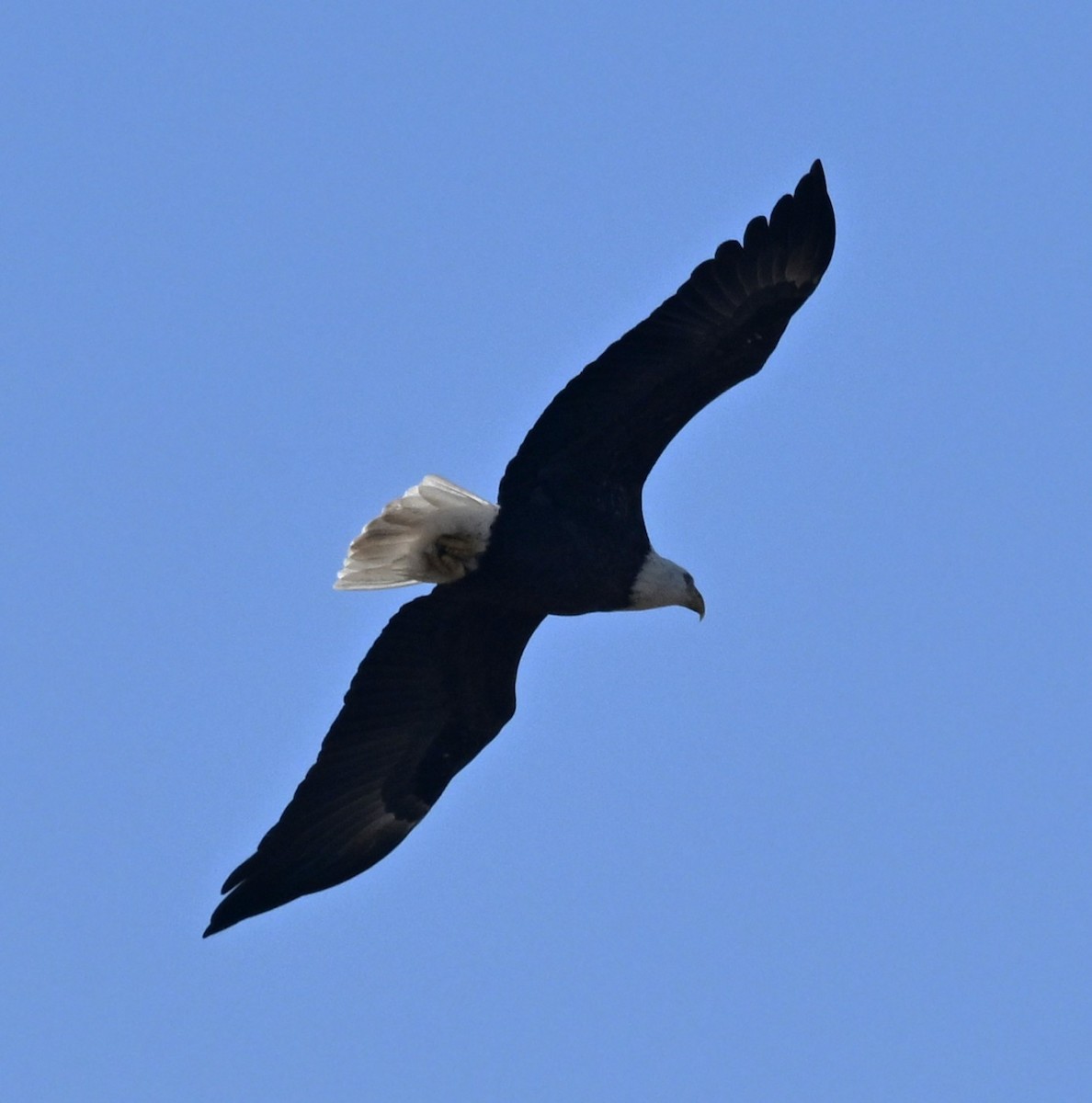 orel bělohlavý - ML644709440