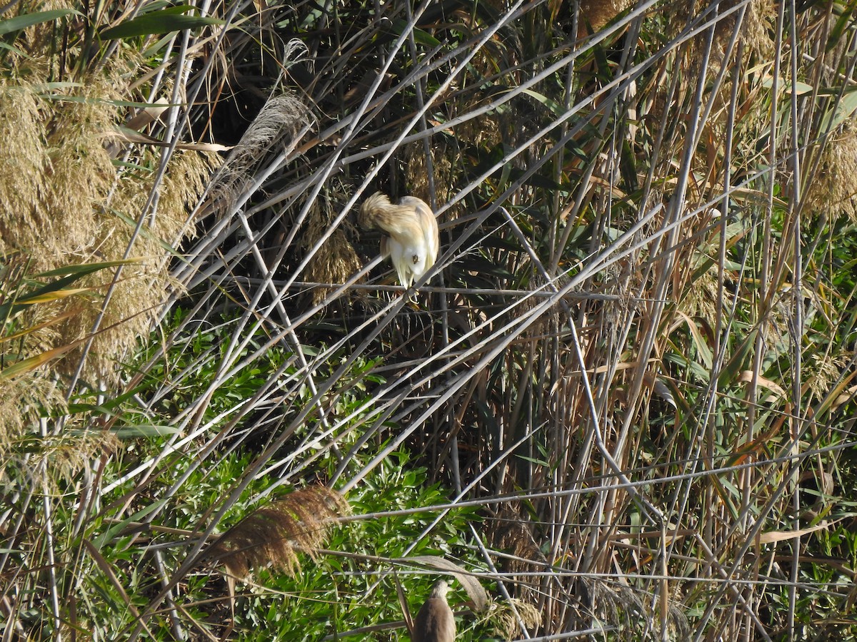 Squacco Heron - ML644709446