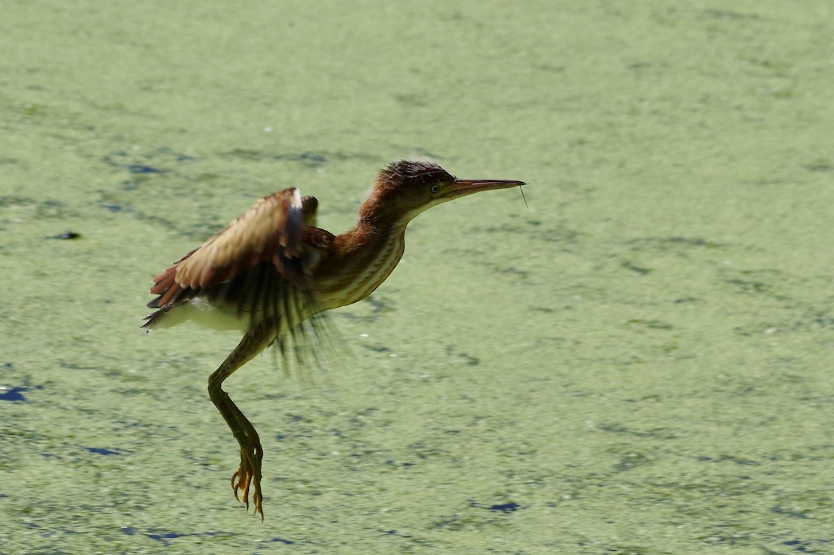 コヨシゴイ - ML644709448