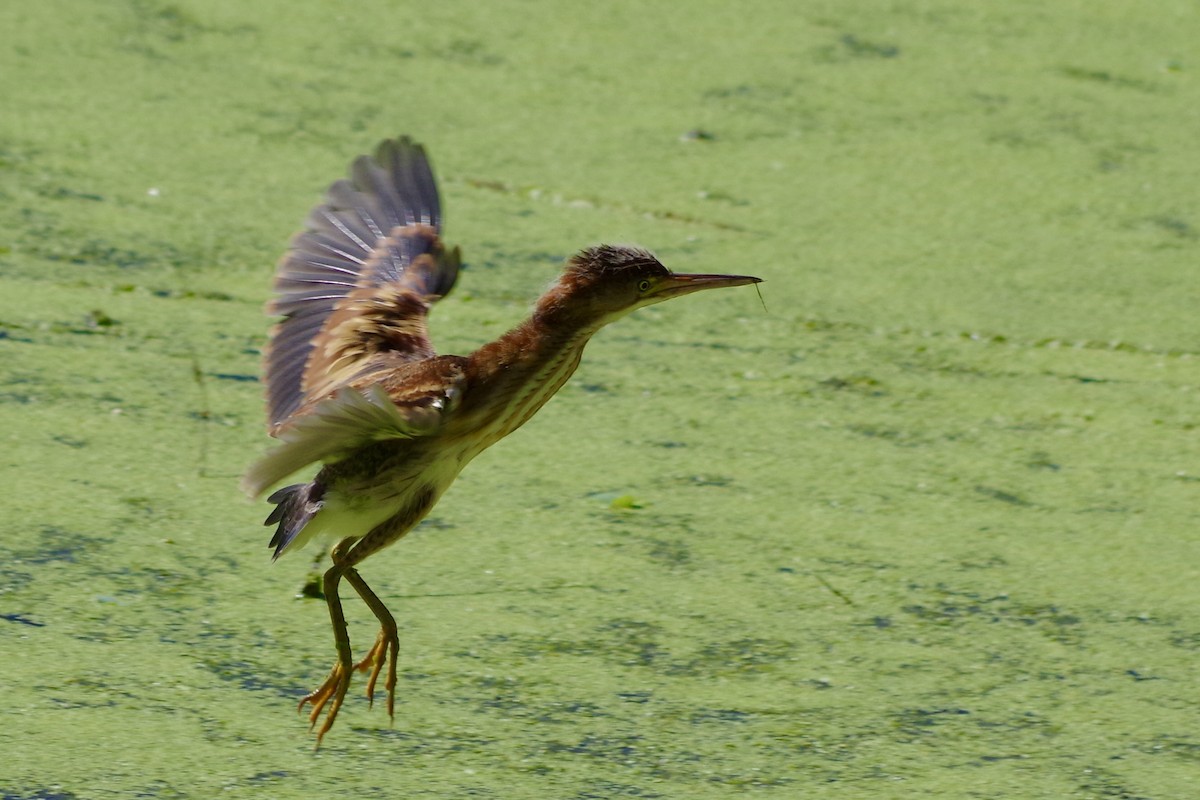 コヨシゴイ - ML644709449