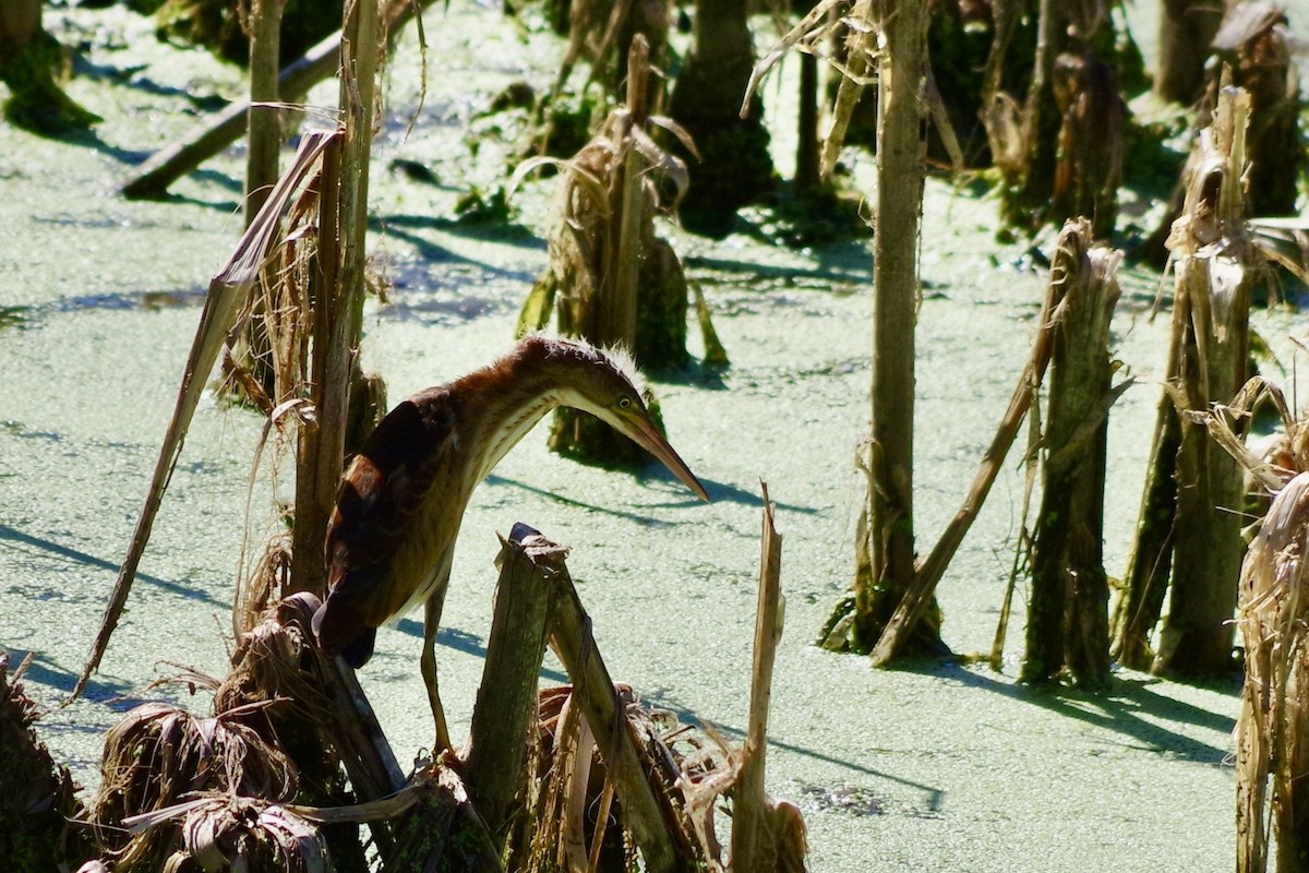 コヨシゴイ - ML644709450