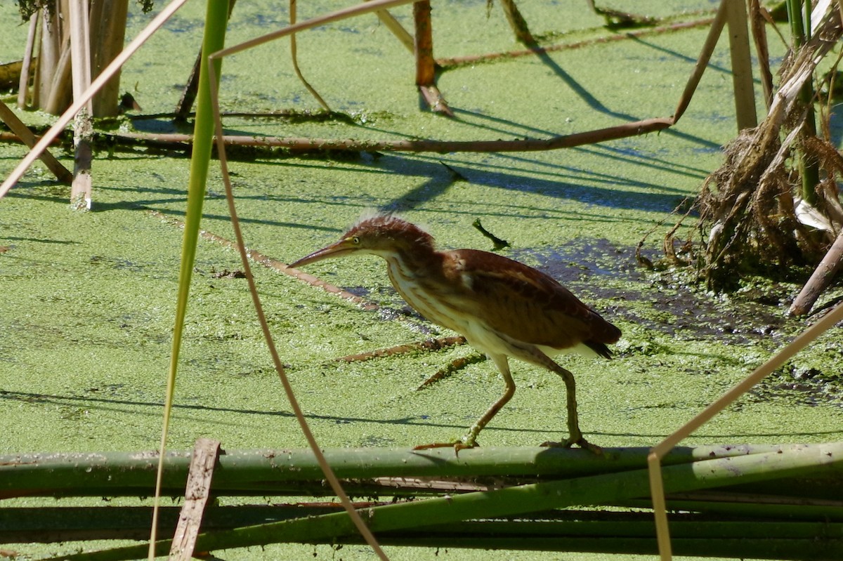 コヨシゴイ - ML644709451