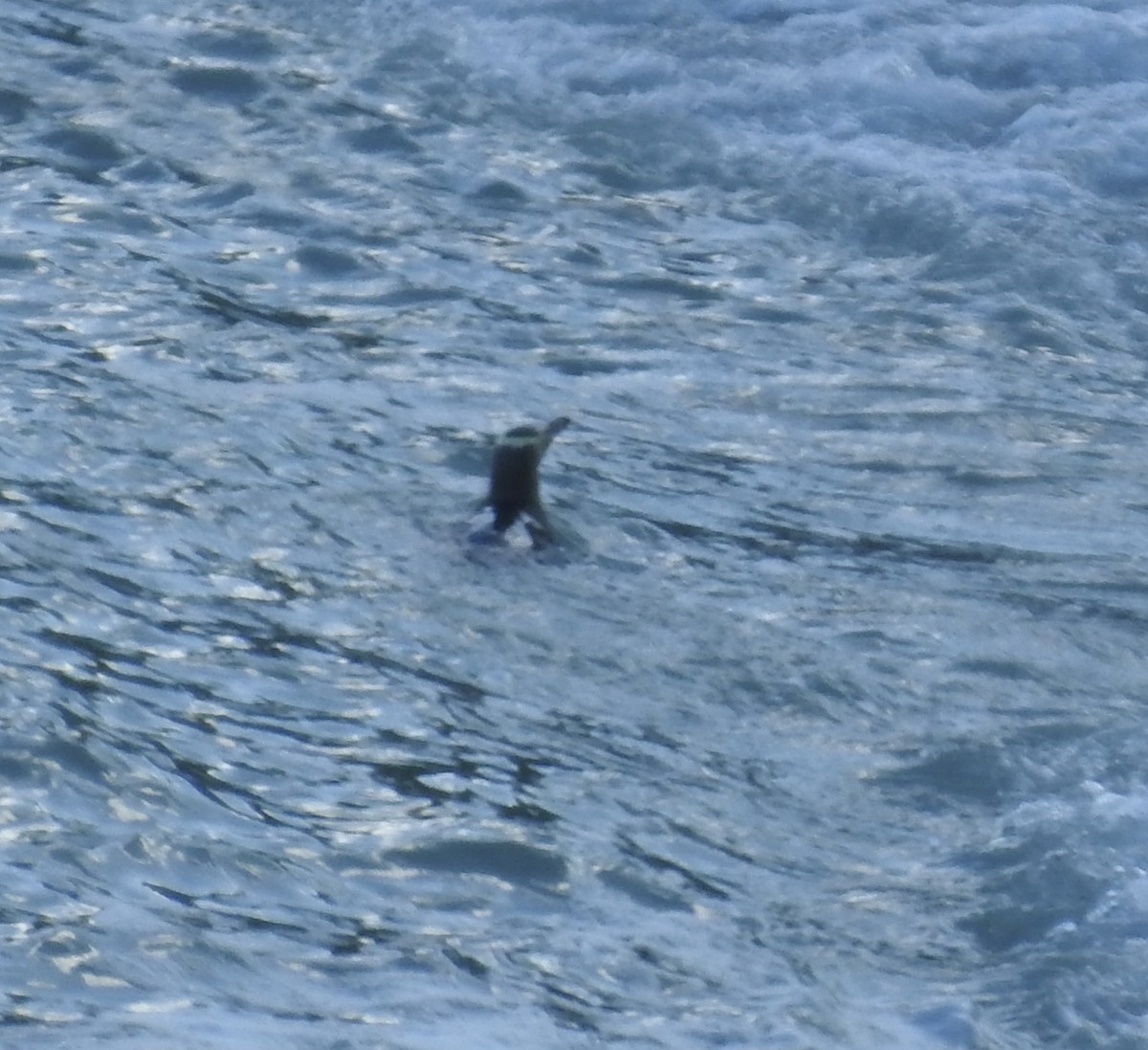 Yellow-eyed Penguin - ML644709458