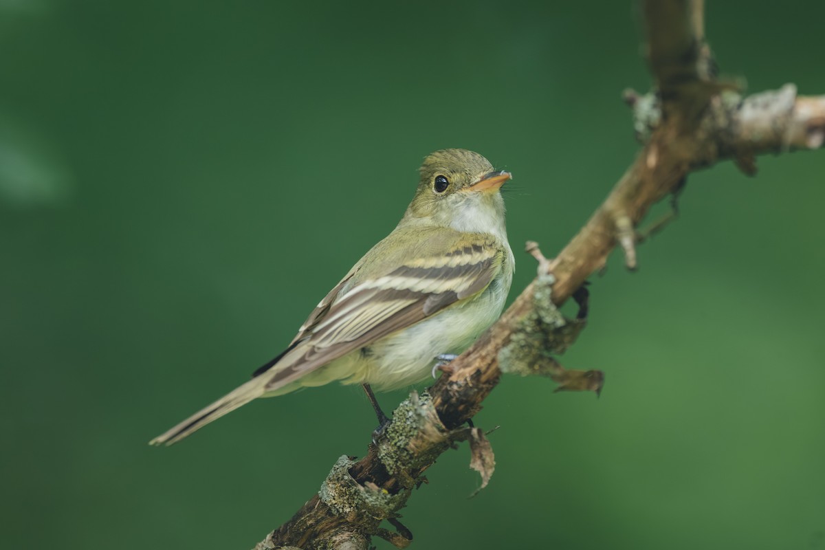 Acadian Flycatcher - ML644709461