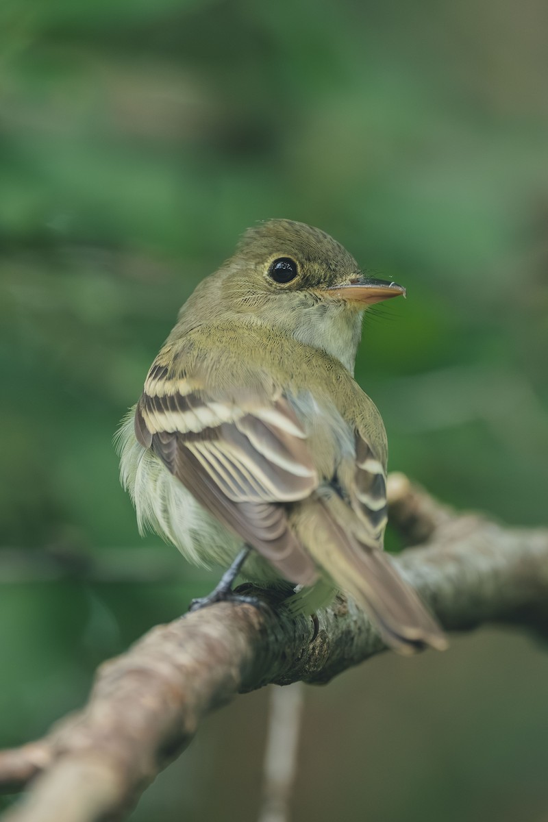 Acadian Flycatcher - ML644709462