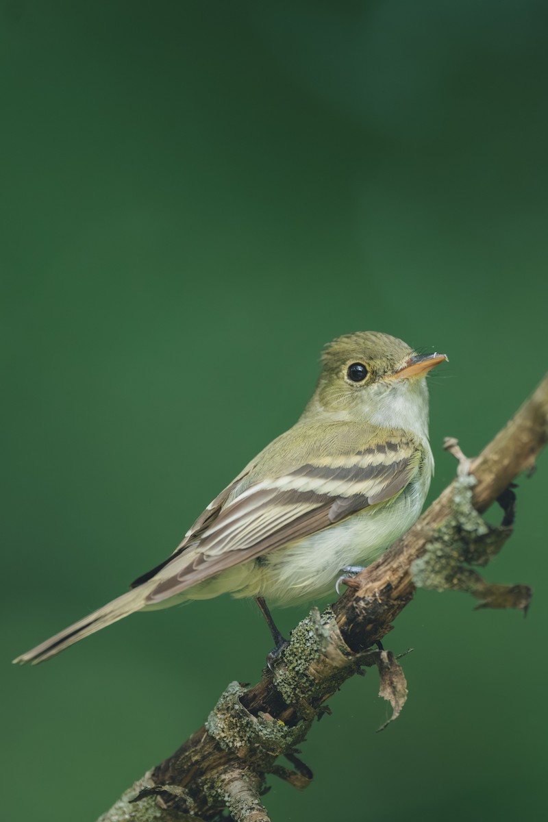 Acadian Flycatcher - ML644709463